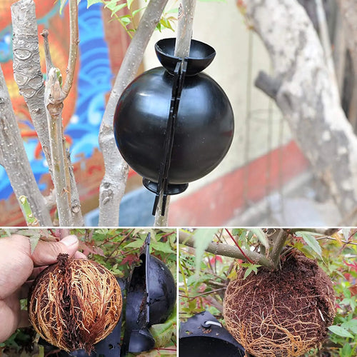 Cutii pentru creșterea plantelor - Zappy Fashion Romania